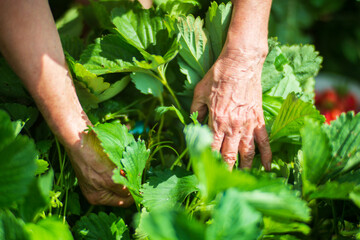 Farmer's hands close-up harvest crop of strawberry in the garden. Plantation work. Harvest and healthy organic food concept
