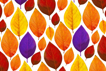 Various color leaves isolated on a white background, pattern