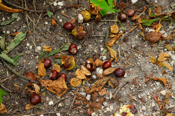 Horse chestnuts laying on a gravel road, close up. Natural composition with dead leaves. Fall atmosphere.