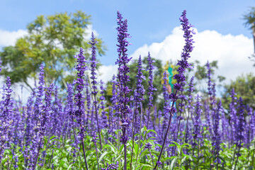 The field of Salvia Farinacea also known as Mealycup blue sage, blooming in blue sky