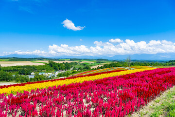 夏の北海道美瑛町　四季彩の丘