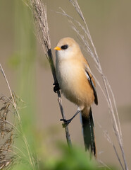 Bearded reedling, Panurus biarmicus. A young male sits on a reed stalk