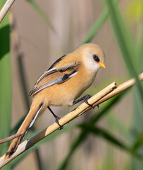 Bearded reedling, Panurus biarmicus. A young male sits on a reed stalk