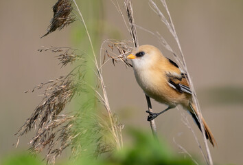 Bearded reedling, Panurus biarmicus. A young male sits on a reed stalk