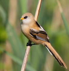 Bearded reedling, Panurus biarmicus. A young male sits on a reed stalk