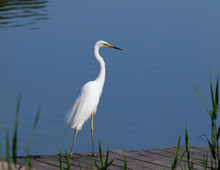 Great egret, Ardea alba. A bird stands on a wooden bridge on the riverbank