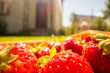 Close-up strawberry crop lying in a basket on green grass in a garden. The concept of healthy food, vitamins, agriculture, market, strawberry sale
