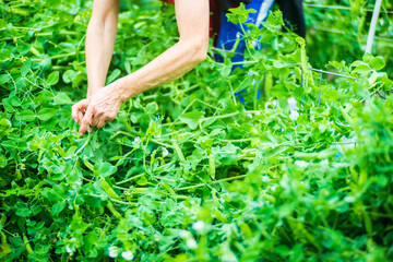 Fototapeta premium Farmer's hands harvest crop of pea in the garden. Plantation work. Autumn harvest and healthy organic food concept close up with selective focus