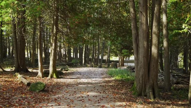 Walking through a forest trail with leaves covering the path on a sunny day in Milton.