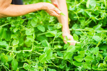 Farmer's hands harvest crop of pea in the garden. Plantation work. Autumn harvest and healthy organic food concept close up with selective focus