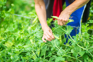 Farmer's hands harvest crop of pea in the garden. Plantation work. Autumn harvest and healthy organic food concept close up with selective focus
