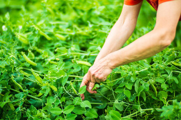 Farmer's hands harvest crop of pea in the garden. Plantation work. Autumn harvest and healthy organic food concept close up with selective focus