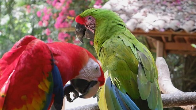 Colorful green and red Macaw parrots closeup on branch in Honduras