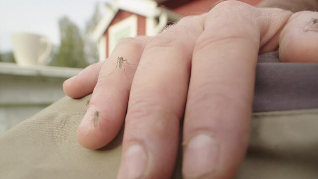 Caucasian man swats away pestering mosquitos on hand trying to suck blood