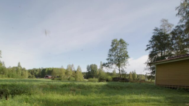 Hundreds of mosquitos flying around in lush countryside in summer, shallow focus