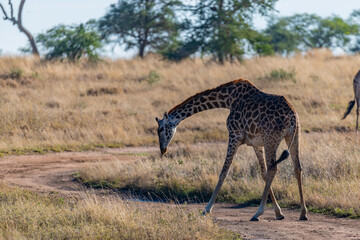 Naklejka na ściany i meble wild giraffe in Serengeti National Park in the heart of Africa