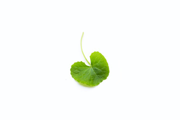 Fresh leaf of gotu kola on white background.