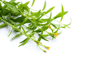 Fresh tarragon on white background.