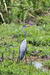 Fototapeta premium Wild birds in the savannah of Africa