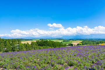 夏の北海道美瑛町　四季彩の丘