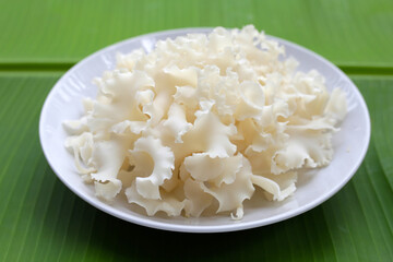 Cauliflower mushroom or cauliflower fungus