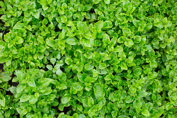 Brazilian Spinach plant in vegetable patch