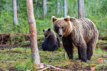 Fototapeta premium brown bear in the forest