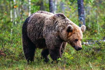 brown bear in the woods