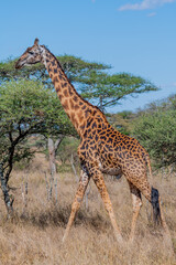 wild giraffe in Serengeti National Park in the heart of Africa