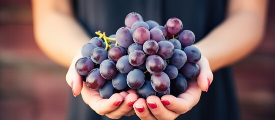 Girl holding a bunch of handpicked ripe red wine grapes closeup Fresh juicy organic berries Autumn...