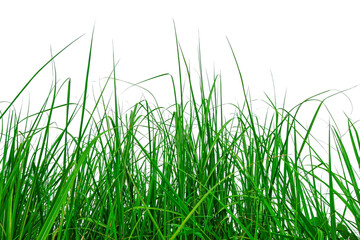 Abstract of grass isolated on white background with clipping path