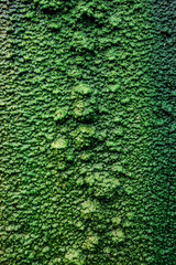 Background image of moist moss in nature