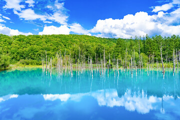 夏の北海道美瑛・富良野　白金青い池