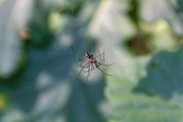spider on the web