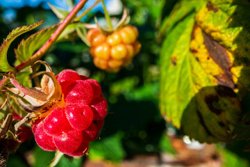 Ripe, juicy raspberry close-up. Garden fruit bush. Beautiful natural rural landscape. The concept of healthy food with vitamins
