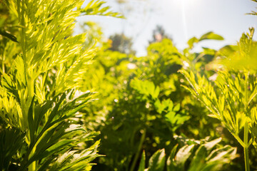 Stem and leaves of carrot close-up in the farm. Green fresh natural food crops. Gardening concept. Agricultural plants growing in garden beds