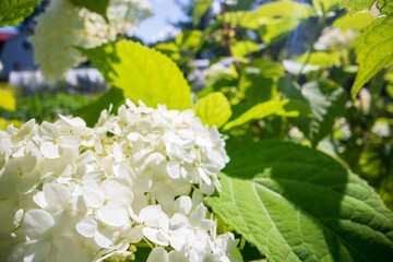 White flowers close-up on a sunny day in summer. Beautiful natural rural landscape with blurry background for nature-themed design and projects