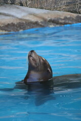 Obraz premium 眠いアザラシ