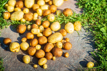 Potatoes harvest collected in the farm. Plantation work. Autumn harvest and healthy organic food concept close up with selective focus