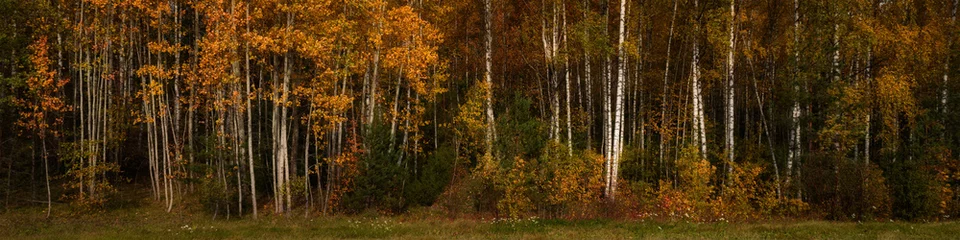 Papier Peint photo Bouleau autumn deciduous forest.  multicolor vibrant colors of October.  widescreen panoramic side view 20×5 format
