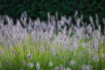 grass, green, grow, field, flower
