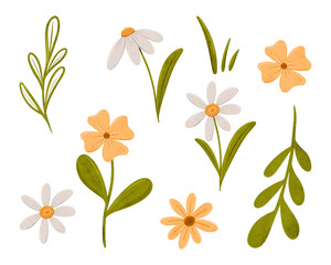 Set of pretty simple daisy flowers. Coupon with Chamomile in scandinavian style. Stylized tiny flowers, digital illustration for cards, invitations, decorations