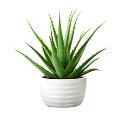 Aloe Vera Plant in a Ceramic Pot Isolated on Transparent or White Background, PNG