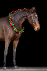 Horse in a christmas wreath on black background