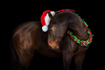 Horse in a christmas wreath and santa hat on black background