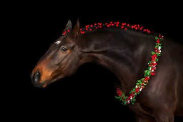 Horse in a christmas wreath on black background