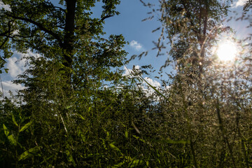 sun shining through trees
