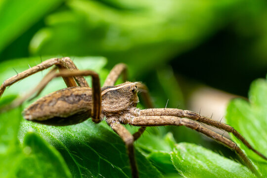 The nursery web spider Pisaura mirabilis is a spider species of the family Pisauridae