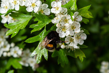 Bumblebee Bombus pascuorum is sucking nectar from white flower