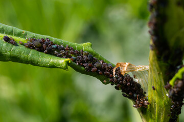 The black bean aphid Aphis fabae is a member of the order Hemiptera. Other common names include...